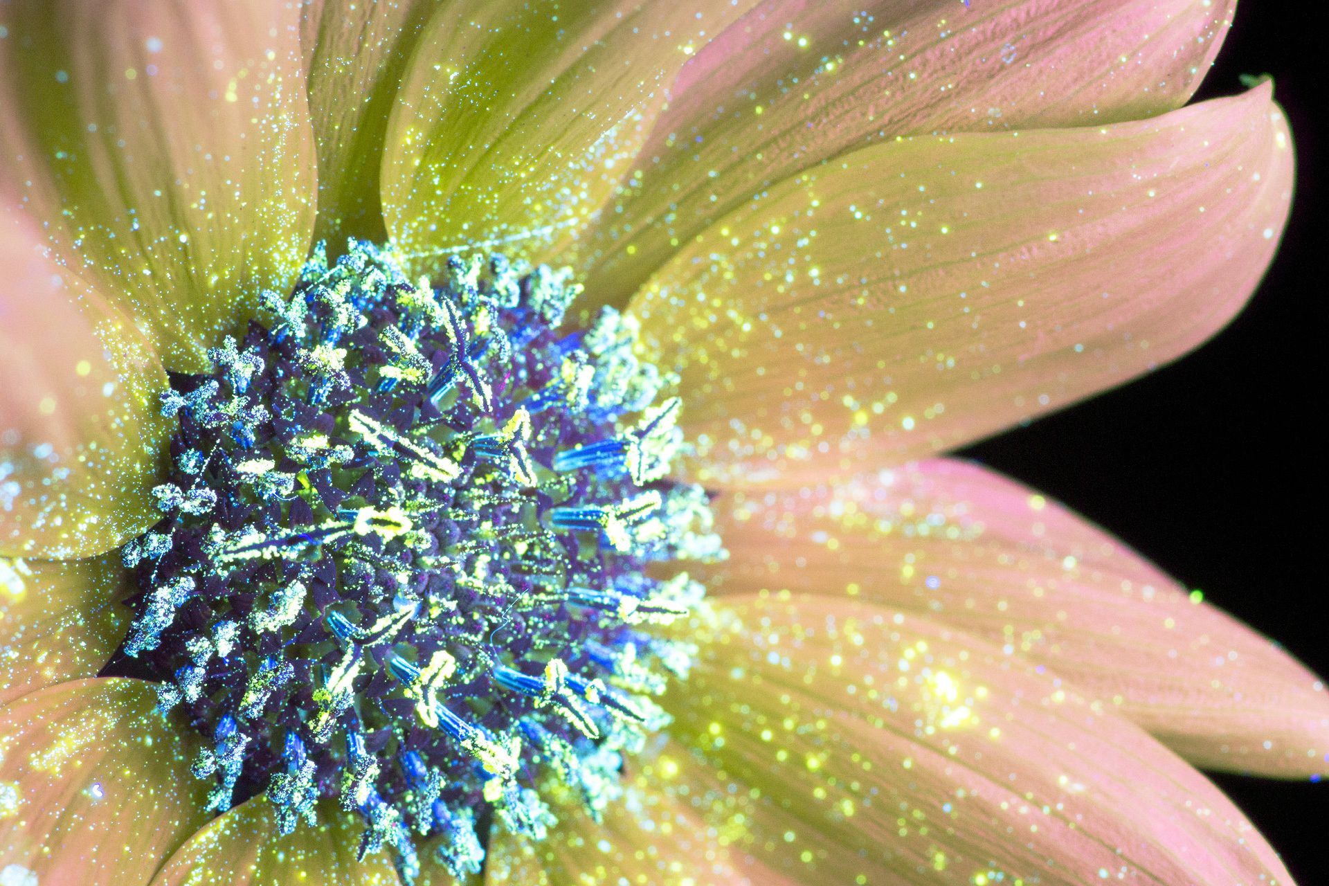 UV-flowers Craig Burrow Wild Sunflower