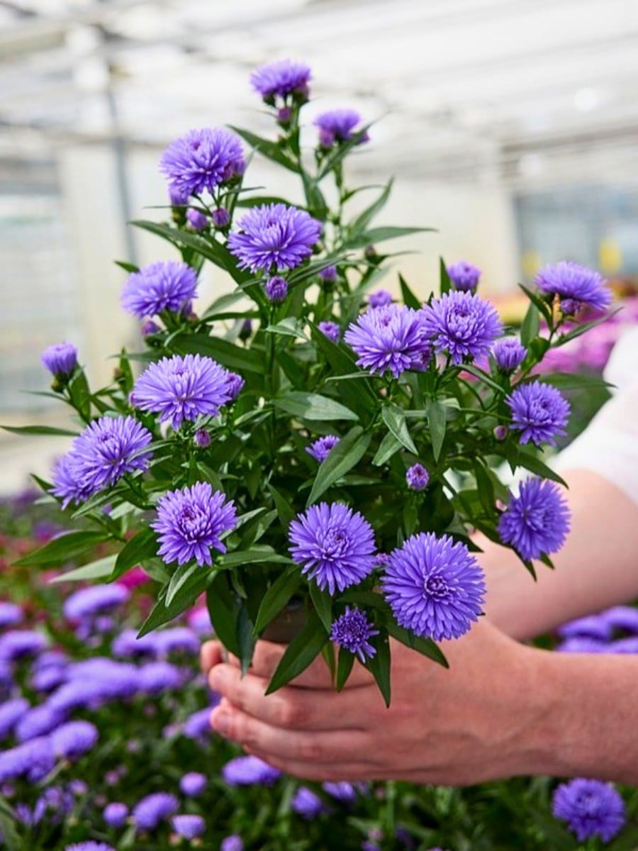 How Aster Flower Breeding Works