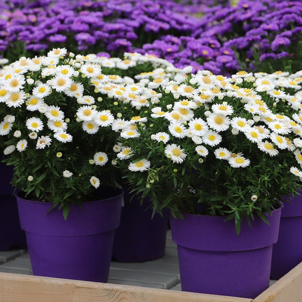 Breeding Asters
