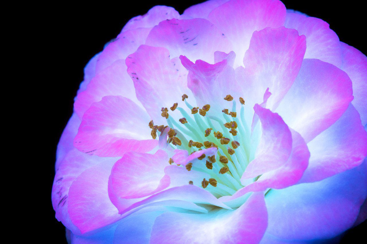 UV-flowers Craig Burrows Camellia
