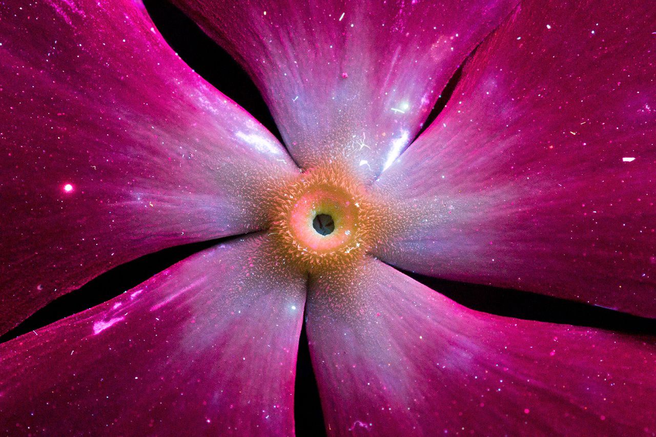 UV-flowers Graig Burrows Periwinkle