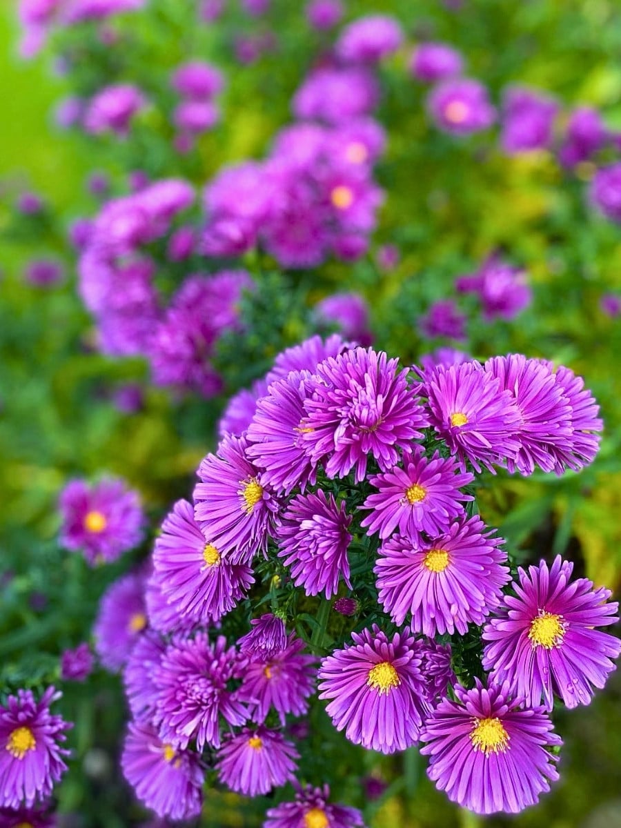 How Aster Flower Breeding Works