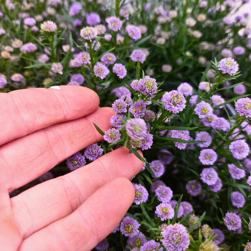 How Aster Flower Breeding Works