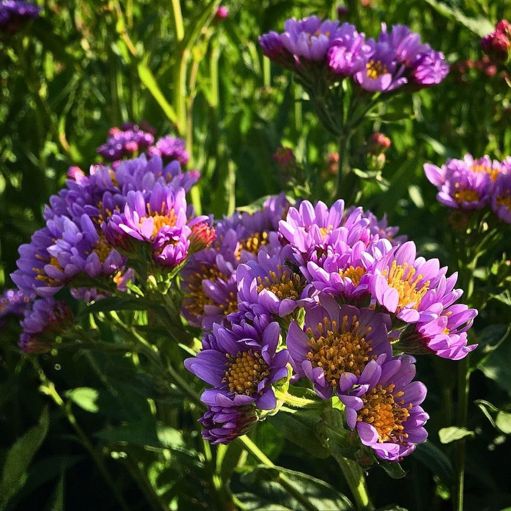 How Aster Flower Breeding Works