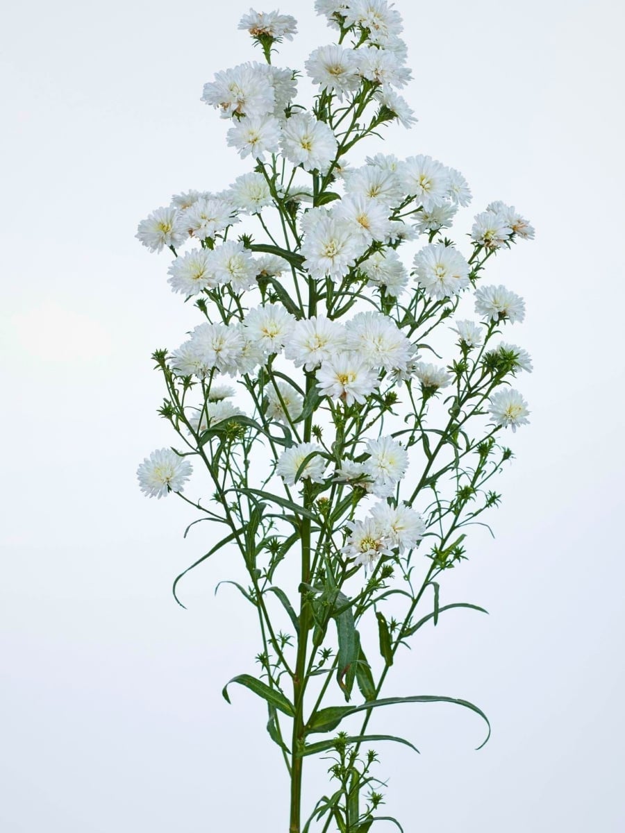 How Aster Flower Breeding Works