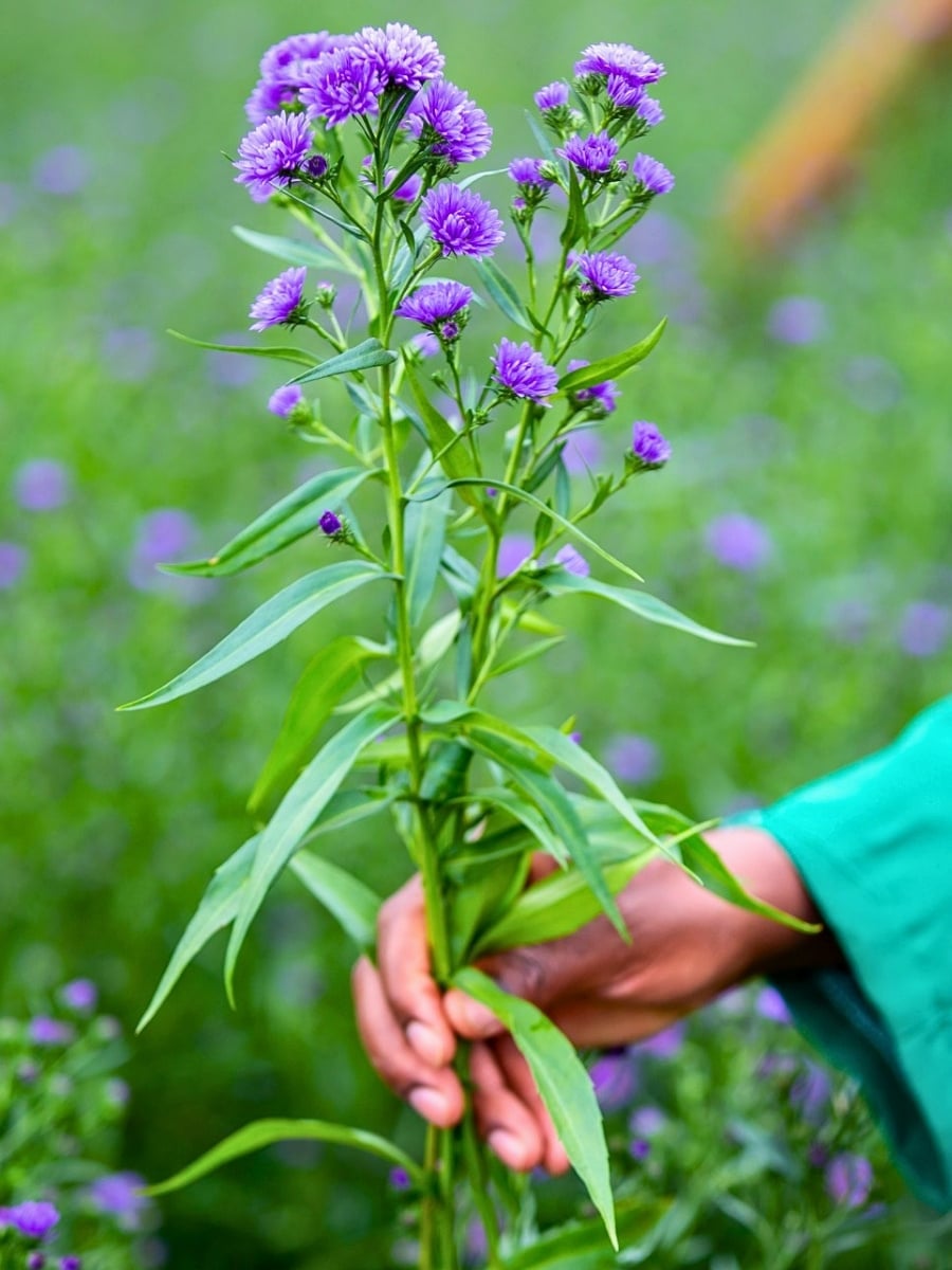 How Aster Flower Breeding Works