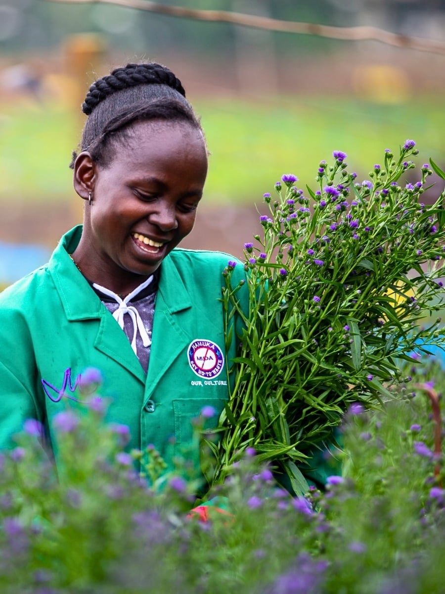 How Aster Flower Breeding Works