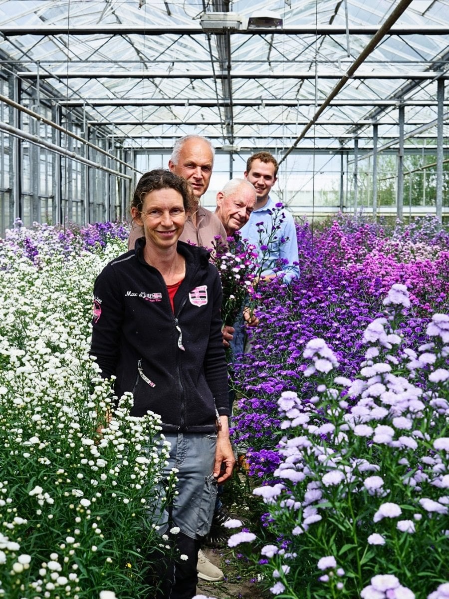 How Aster Flower Breeding Works