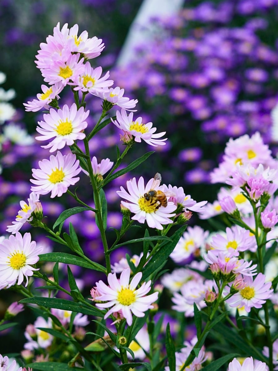 How Aster Flower Breeding Works