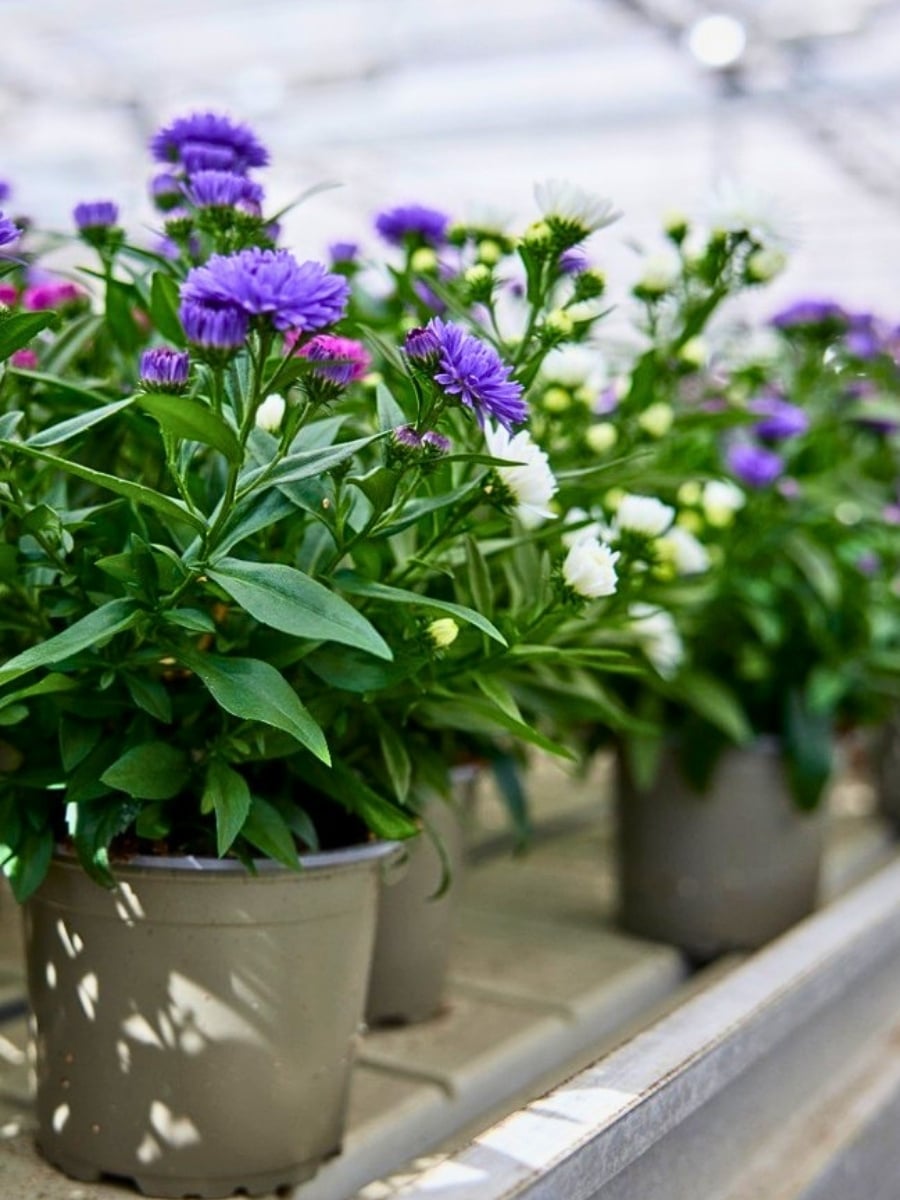 How Aster Flower Breeding Works
