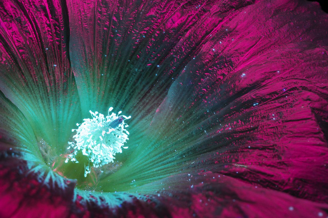 UV-flowers Graig Burrows White Hollyhock
