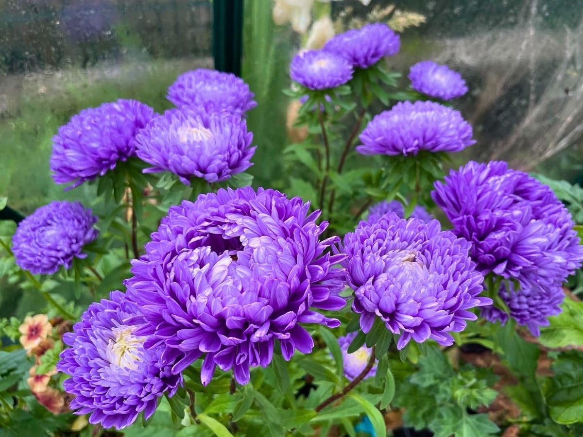 How Aster Flower Breeding Works