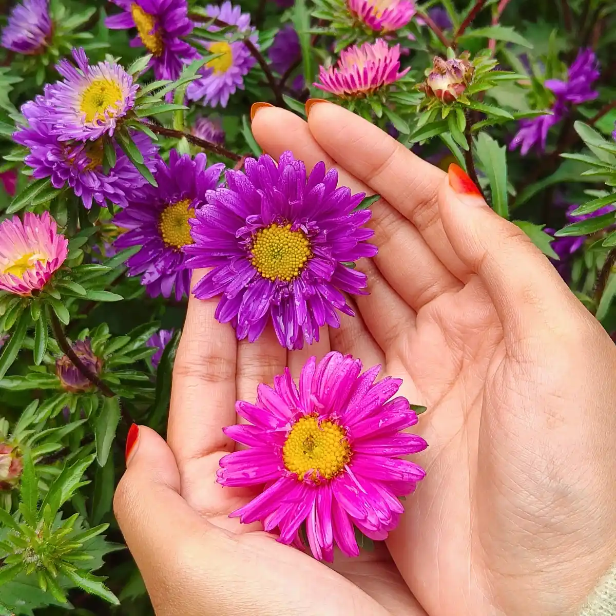 How Does the Breeding of Aster Flowers Work?