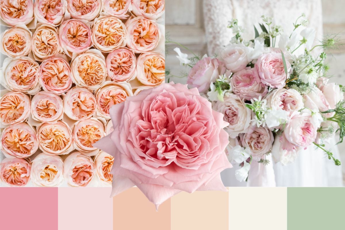 The romantic garden rose palette