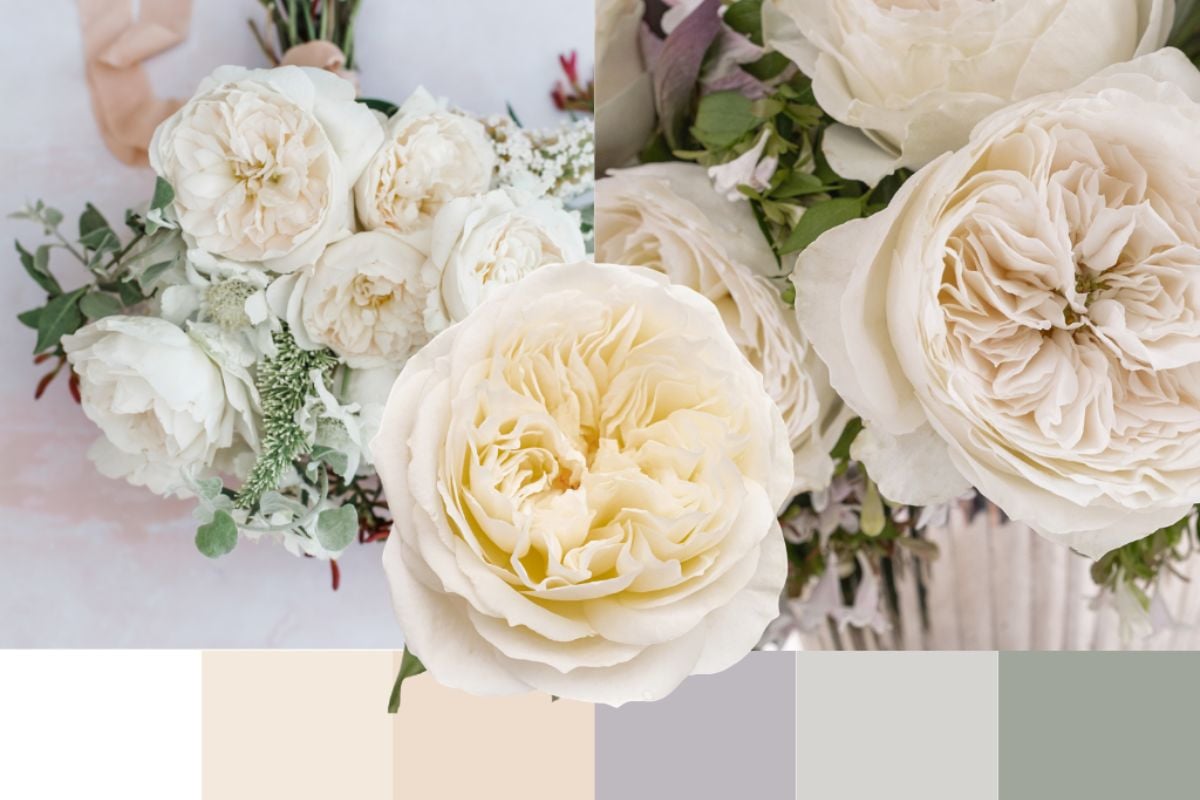 The minimalist garden rose palette