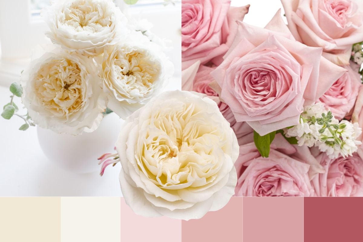The classic garden rose palette