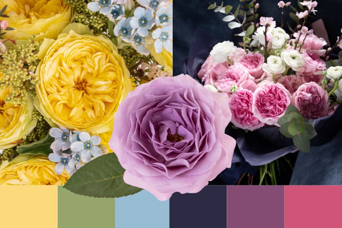 The color lover garden rose palette