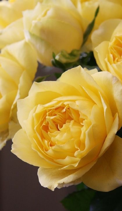 Toulouse Lautrec Roses 03- on Thursd - article on Thursd