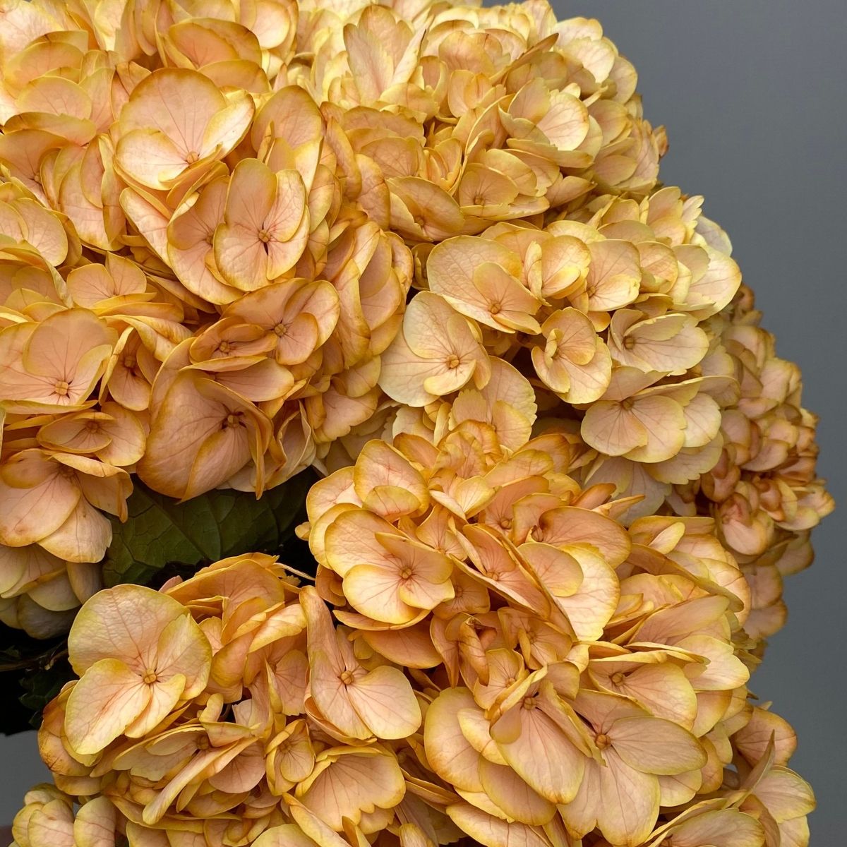 Marc Sassen - Vip Roses - Tinted Hydrangeas - Article - on Thursd Highlighted