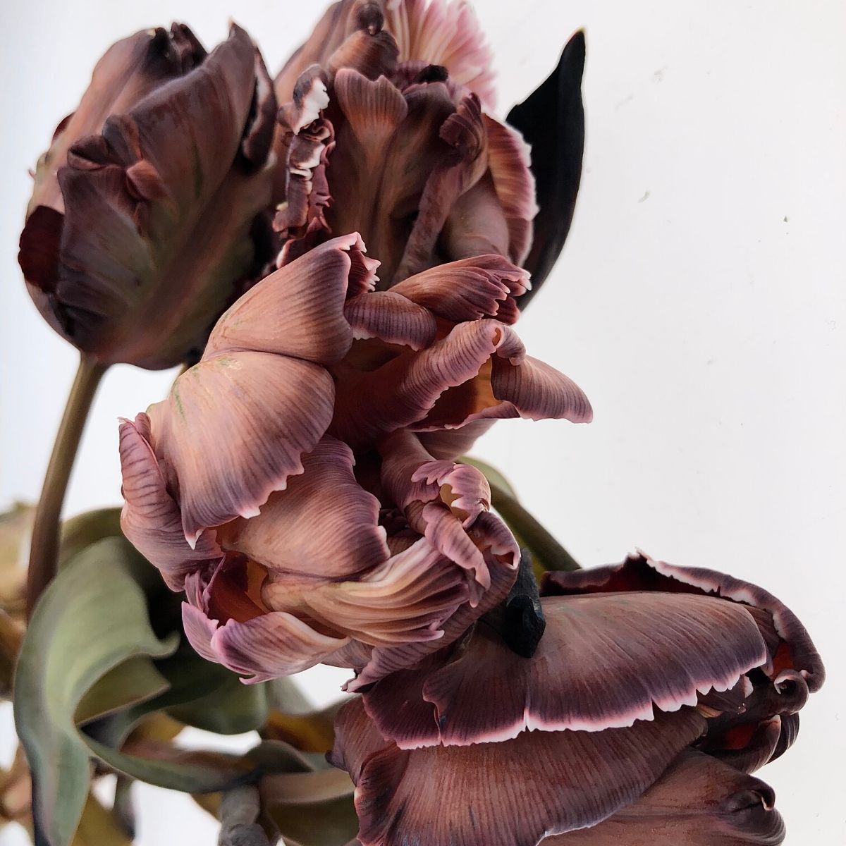 Marc Sassen - Vip Roses - Tinted Parrot Tulips - Article - on Thursd Highlighted