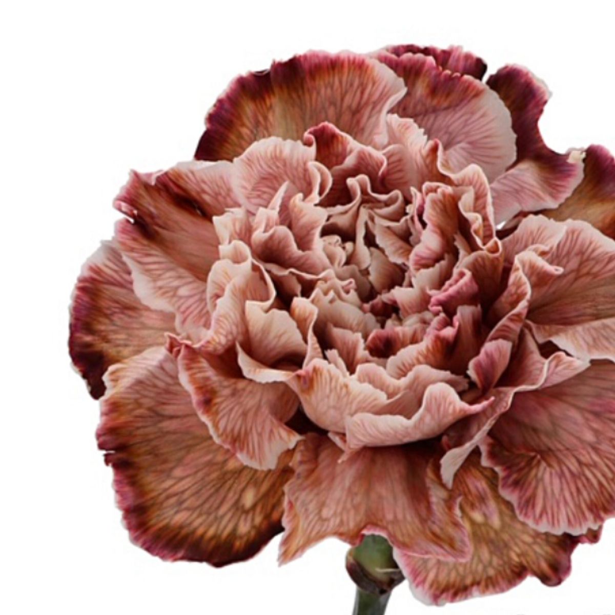 Marc Sassen - Vip Roses - Brownie Carnation - Article - on Thursd Highlighted
