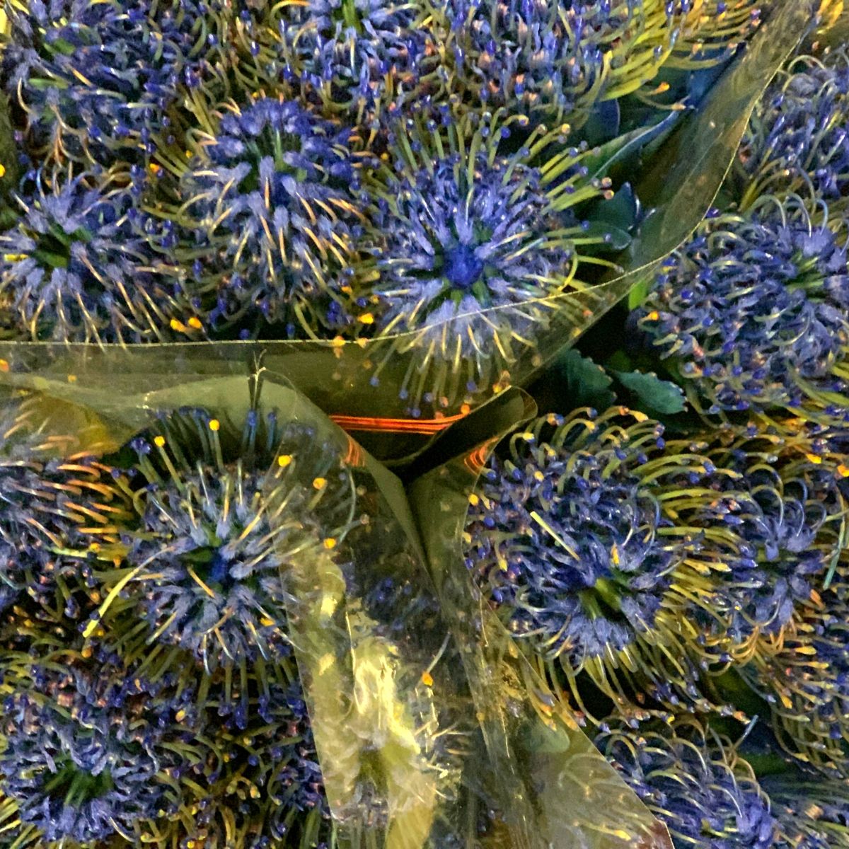 Enhanced Blue Leucospermum  - on Thursd Highlighted