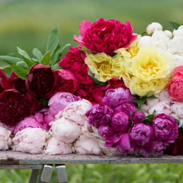 Pink Peony Flowers  Beautiful Sarah Bernhard Peonies by Flourish