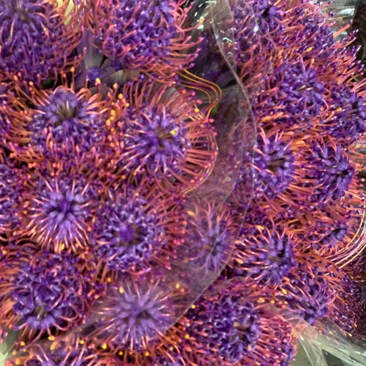 Enhanced Purple Leucospermum  - on Thursd Highlighted