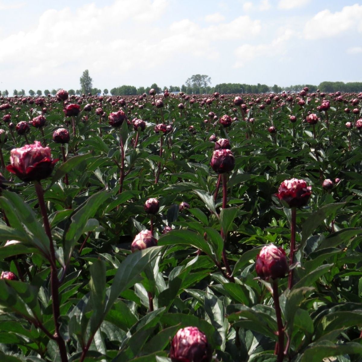 Peonies in the field -My Peony Society about Covid-19