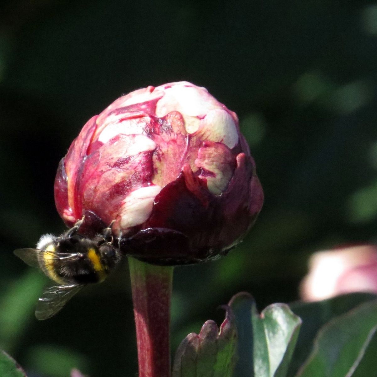 Peony with bee -My Peony Society about Covid-19