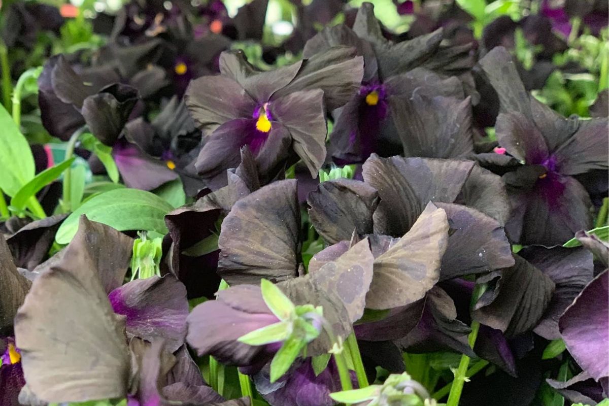 15 Best Black Flowers on Thursd. - Viola Cornuta Molly Sanderson 01