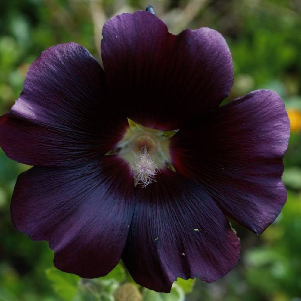 15 Best Black Flowers on Thursd. - Black Hollyhock 04