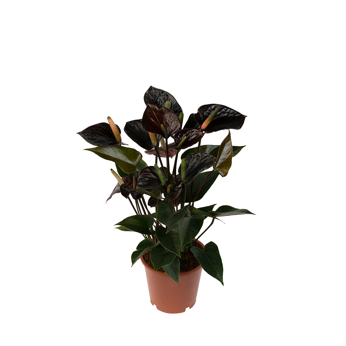 Dmmen Orange Quest for Dark Anthurium Varieties
