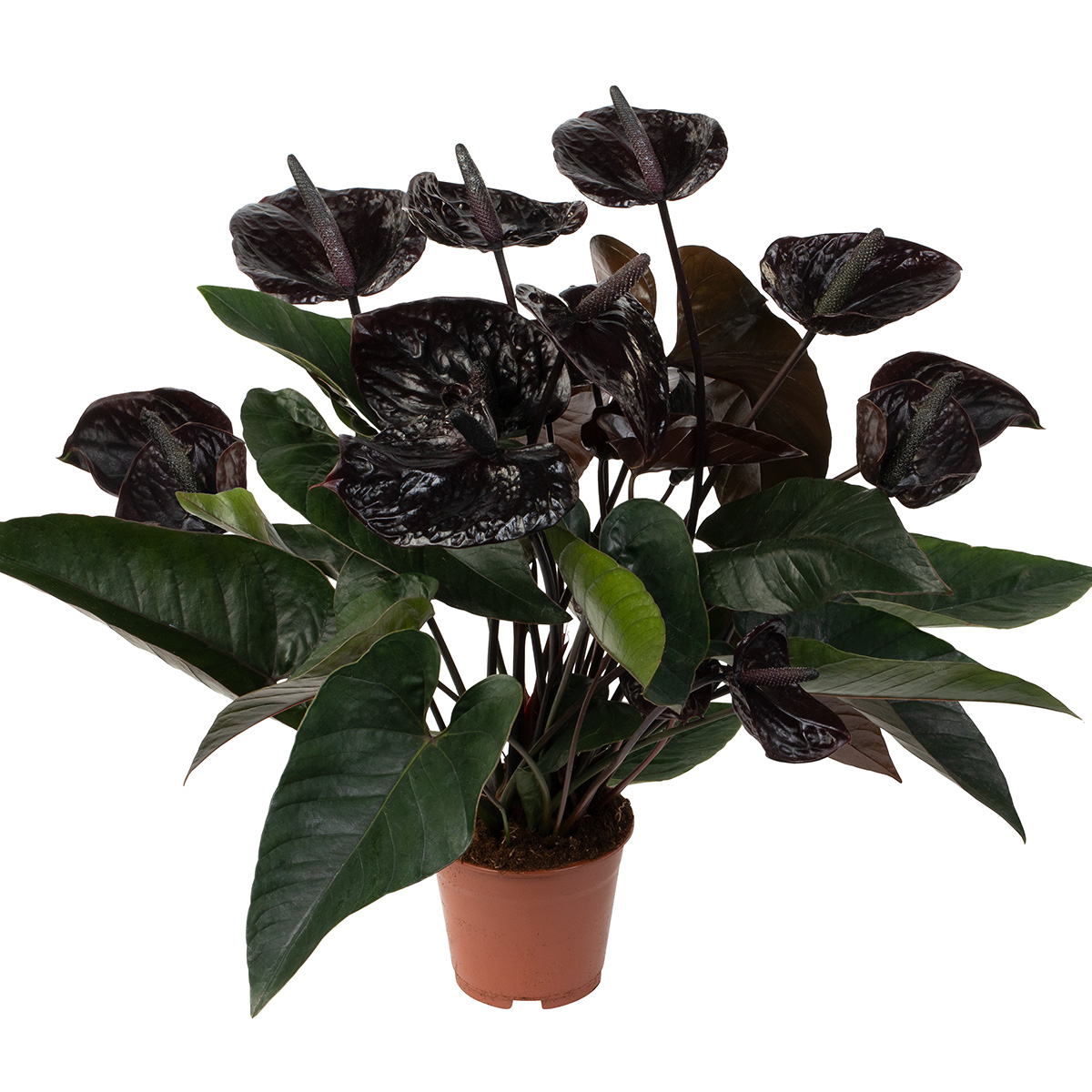 Dmmen Orange Quest for Dark Anthurium Varieties