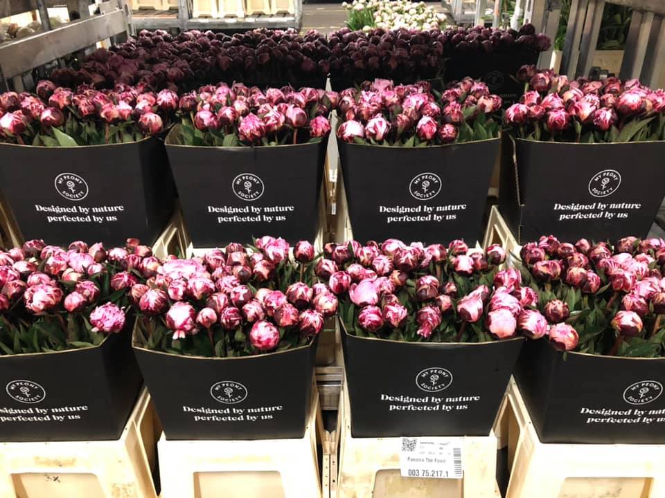 Peonies at flower auction