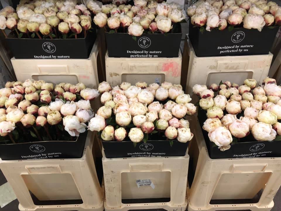 White Peonies at flower auction