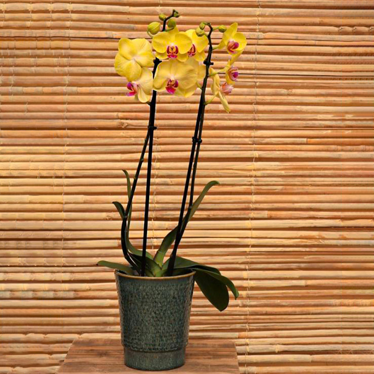 Phalaenopsis Miraflore by Floricultura - on Thursd