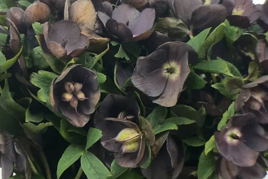 15 Best Black Flowers on Thursd. - Hellebore Kissi Royal Maroon