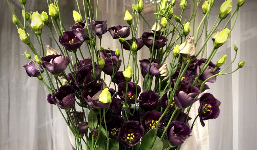 15 Best Black Flowers on Thursd. - Lisianthus Bohemian Black Violet