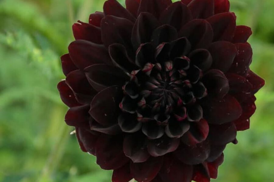 naturally black flowers