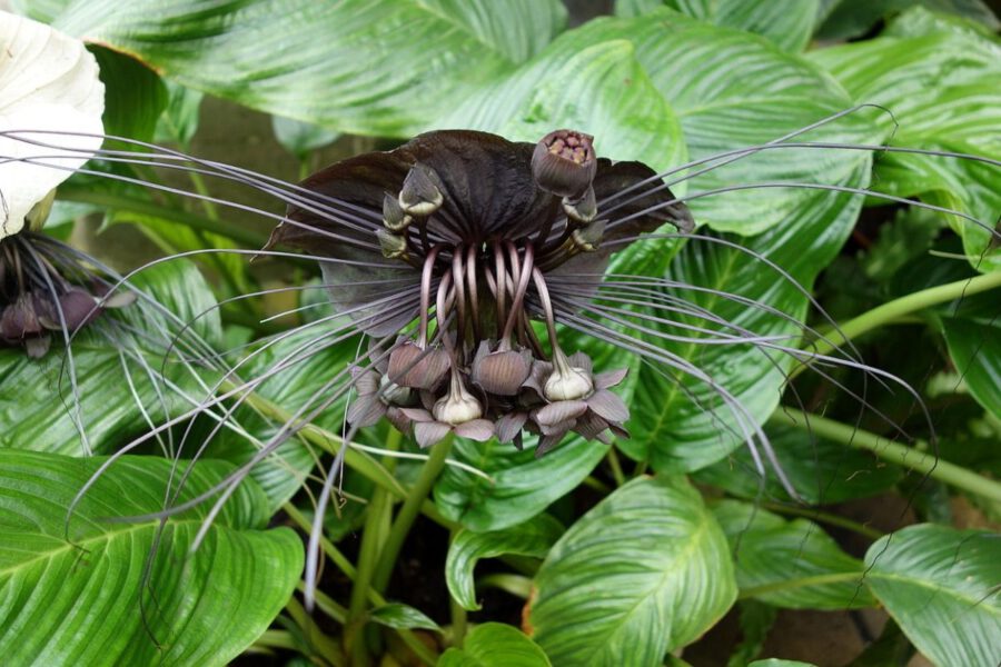 15 Best Black Flowers on Thursd. - Tacca Chantrieri