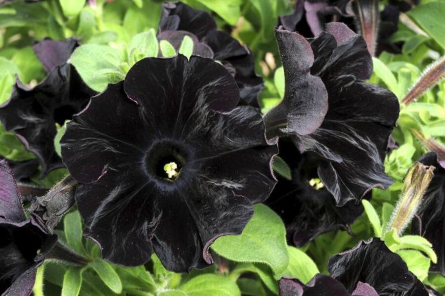 15 Best Black Flowers on Thursd. - Black Velvet Petunia