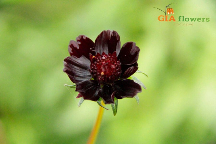 10 Types of Black Flowers 