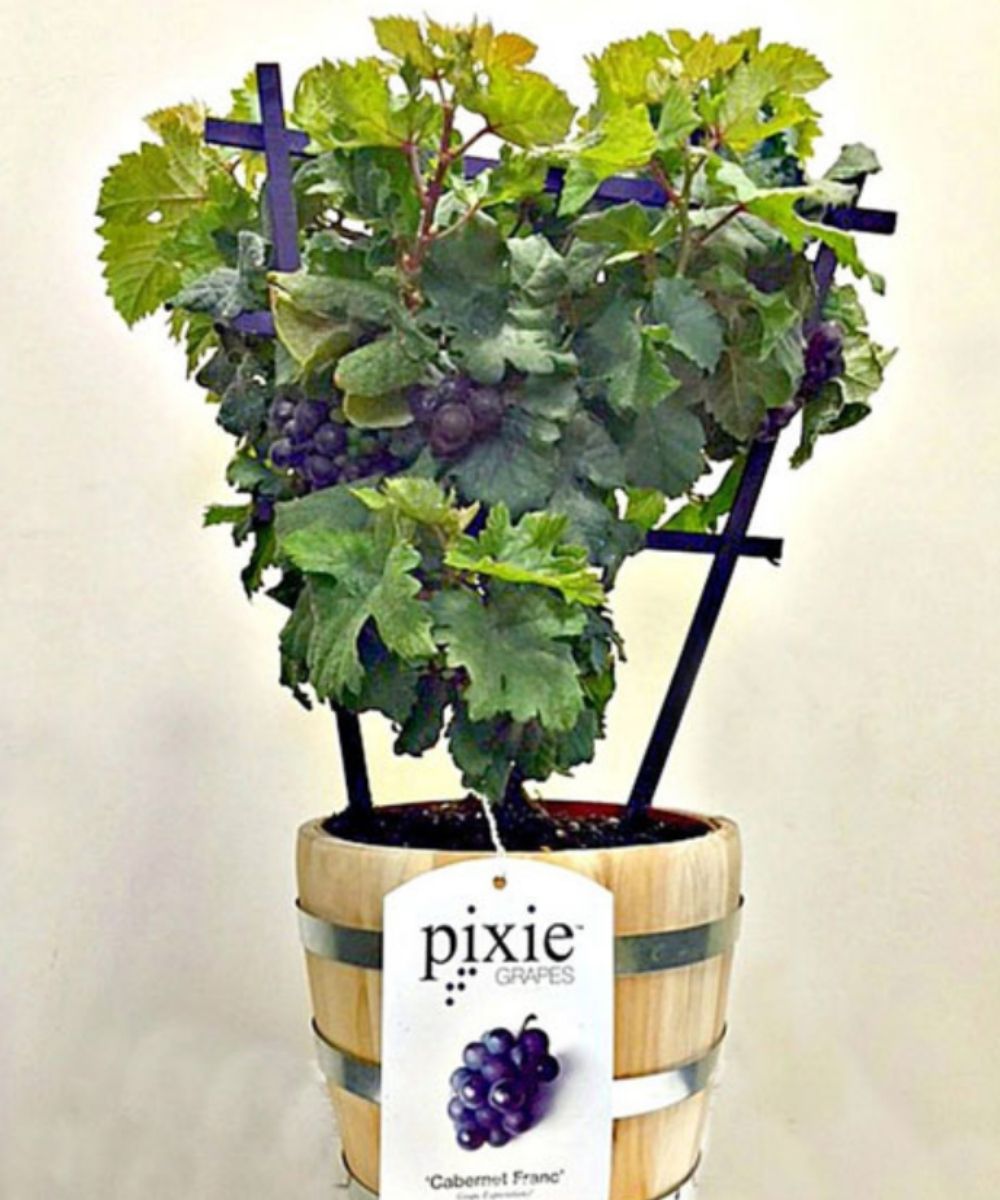 Floradania Virtual Trade Fair Pixie Mini grape