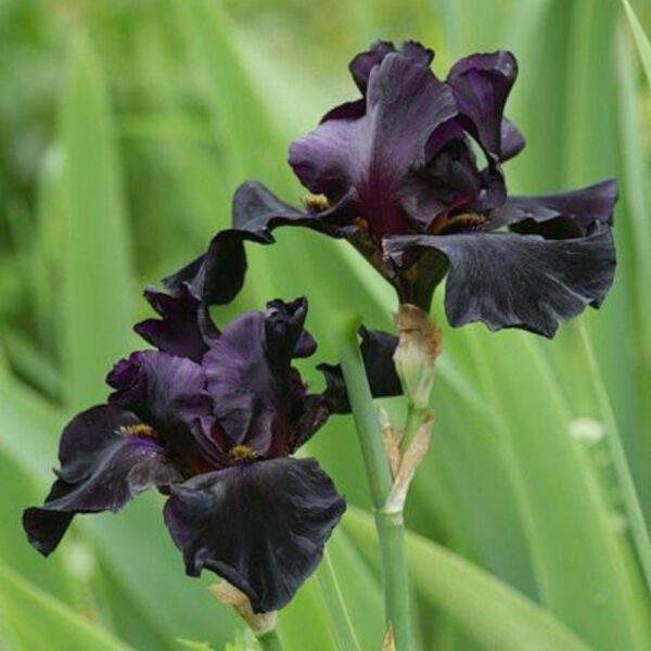 15 Best Black Flowers on Thursd. - Black Iris