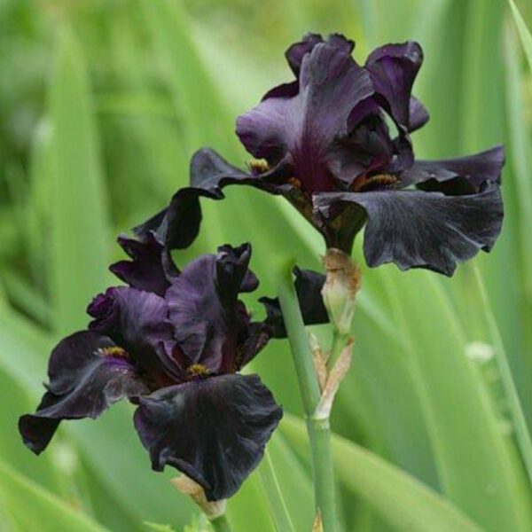 15 Types Of Black Flowers – A List of Beautifully Dark Black Blooms