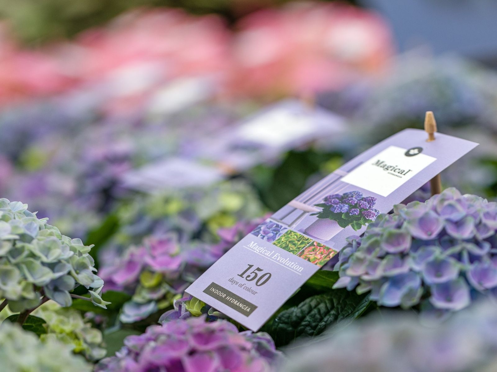 TOTF2021 - Magical Hydrangea for Colorful Moments - booth 23 on thursd - POS blue hydrangeas