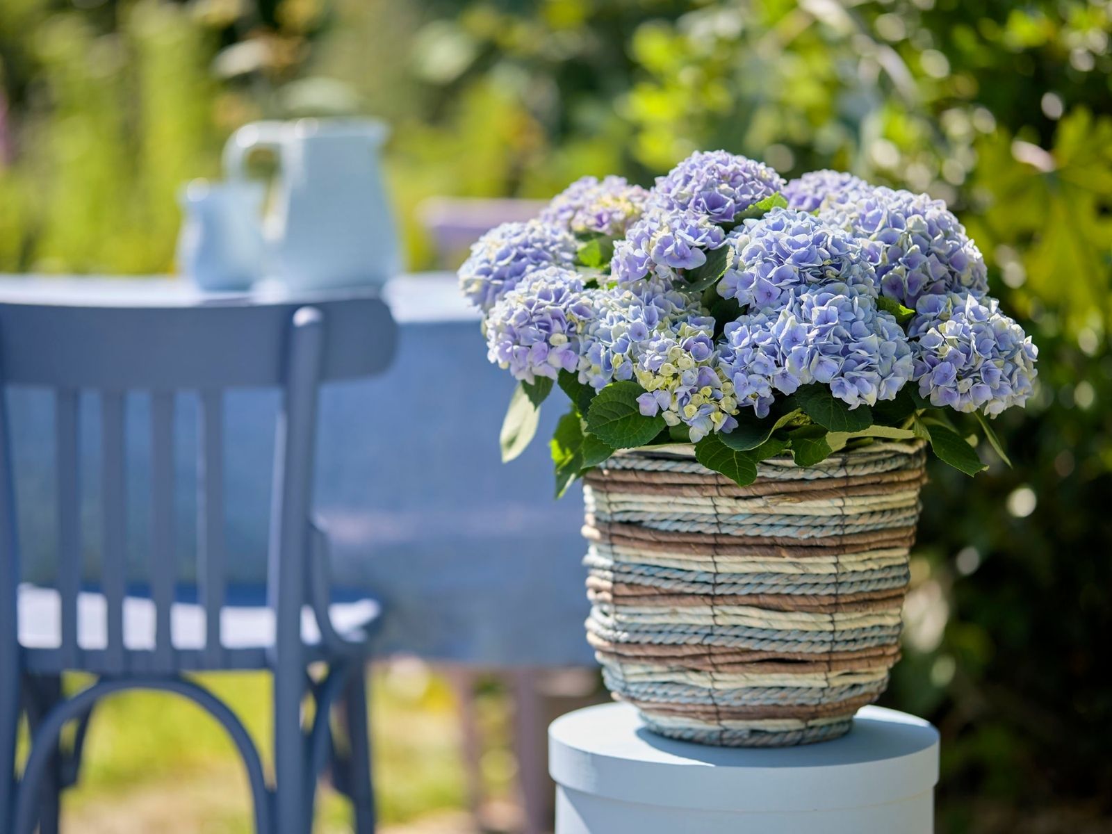 TOTF2021 - Magical Hydrangea for Colorful Moments - booth 23 on thursd - magical evolution blue