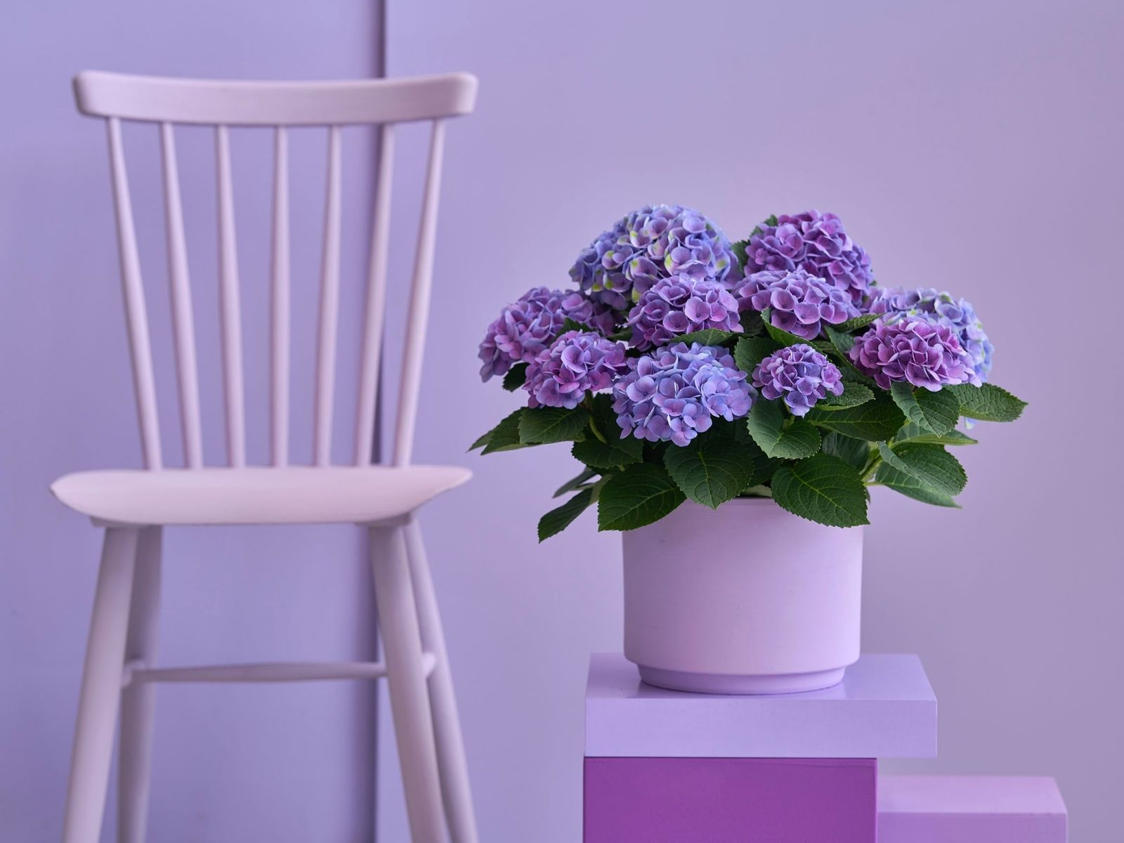 TOTF2021 - Magical Hydrangea for Colorful Moments - booth 23 on thursd - Evolution