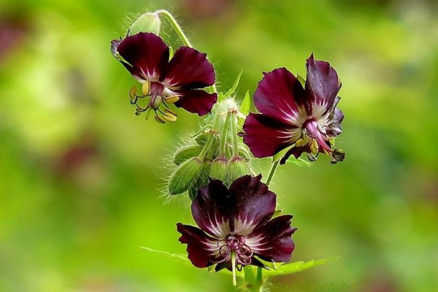 The 15 Best Black Flowers - Article onThursd